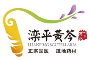 正宗国医·道地药材，滦平黄芩区域公用品牌正式发布