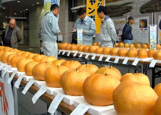 日本农业为什么能走在世界农业前沿？