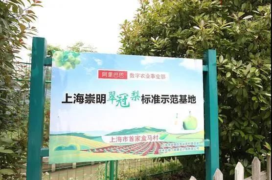 继“盒马村”又现“盒马市”，阿里巴巴数字农业将把中国农业引向何方？