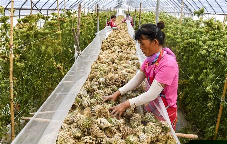 如何发展县域特色农业产业？河北这三地的做法值得借鉴！