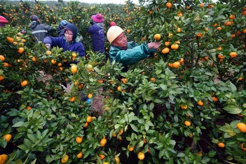透过螺蛳粉看果业:螺蛳粉又上热搜,给果业带来哪些启示?