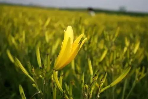 透过螺蛳粉看果业:螺蛳粉又上热搜,给果业带来哪些启示?