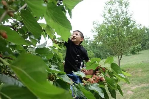 透过螺蛳粉看果业:螺蛳粉又上热搜,给果业带来哪些启示?