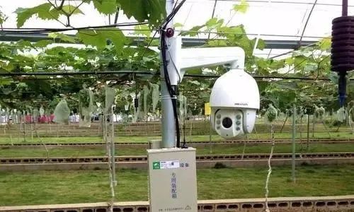 透过螺蛳粉看果业：螺蛳粉又上热搜，给果业带来哪些启示？