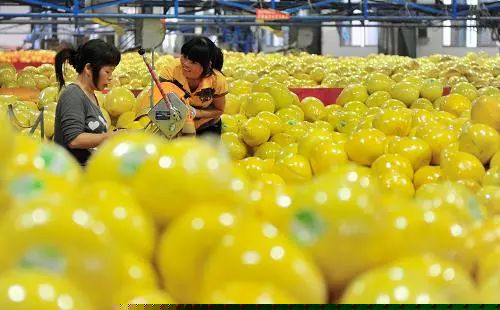 从销售难到一年卖出1000万斤，这位果业人是怎么做到的？