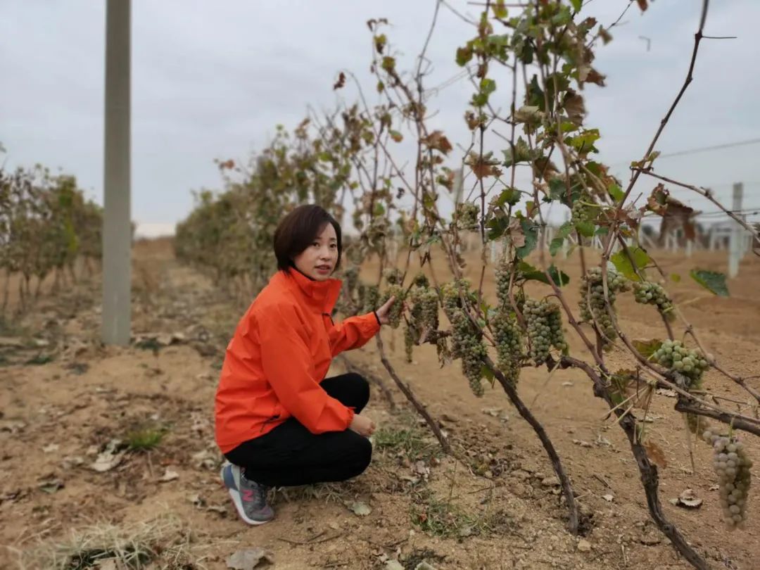 范雪梅：一瓶葡萄酒里，藏着她想要征服的山峰