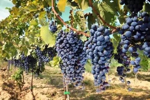 关于葡萄酒的12条冷知识,你能知道几条?