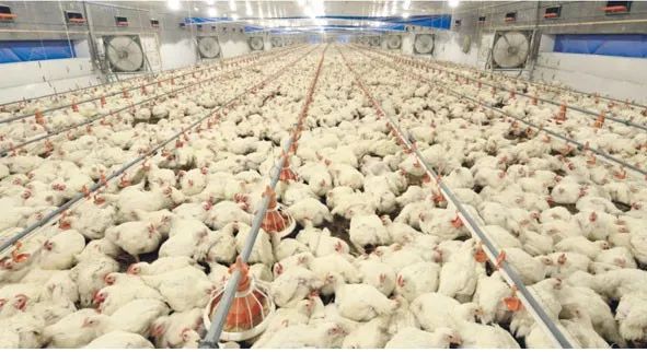 能量棒、固体饮料…600亿的双汇，不止一根“王中王”