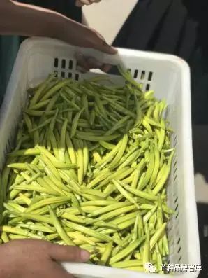 异彩绽放的大同黄花丨芒种解读