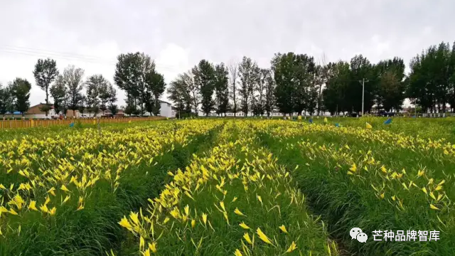 异彩绽放的大同黄花丨芒种解读