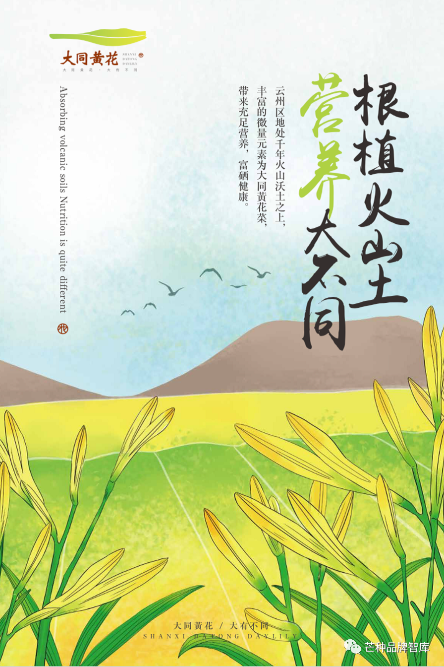 异彩绽放的大同黄花丨芒种解读