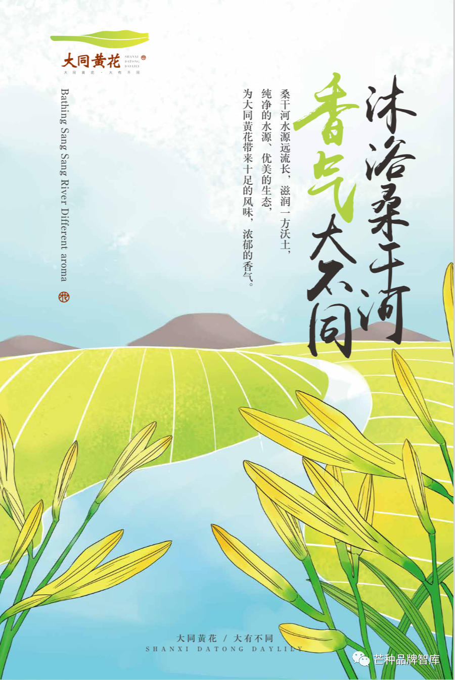 异彩绽放的大同黄花丨芒种解读