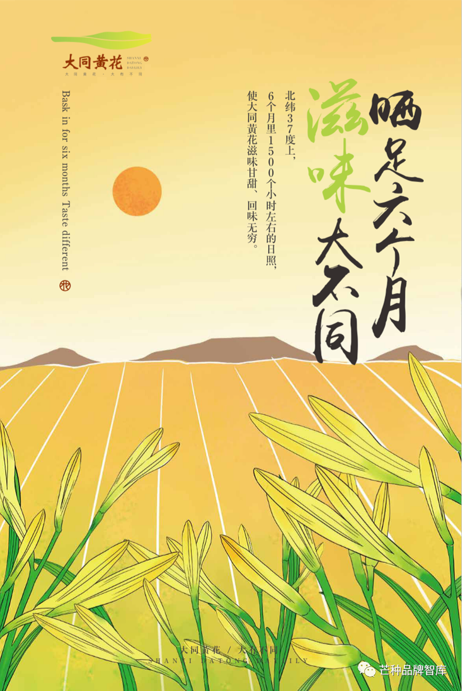 异彩绽放的大同黄花丨芒种解读