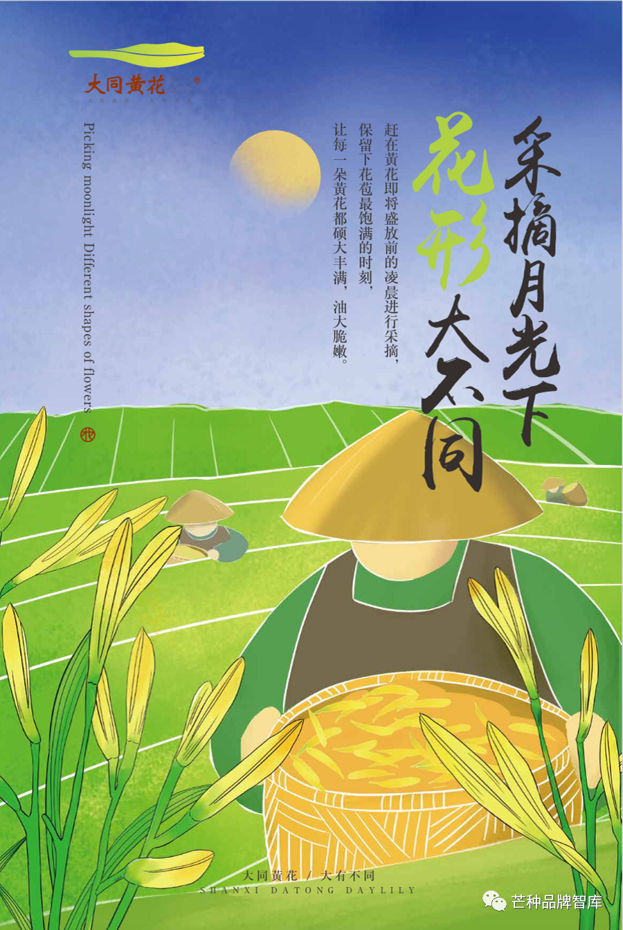异彩绽放的大同黄花丨芒种解读