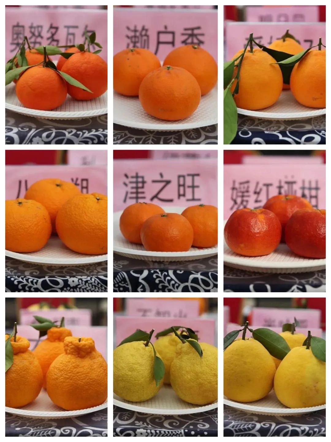 地标品牌专题丨象山柑橘：生于山海间的“富民果”