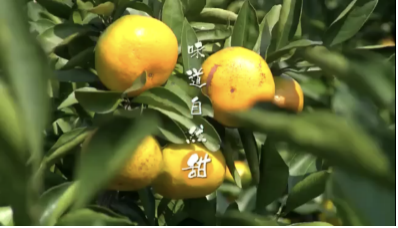 微信图片_20201203143952.png 地标品牌专题丨象山柑橘:生于山海间的“富民果”