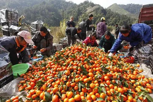 临近元旦,柑橘类水果交易迎来第一波销售高峰