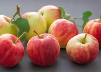 对话：洛川苹果人眼里的“好品种”