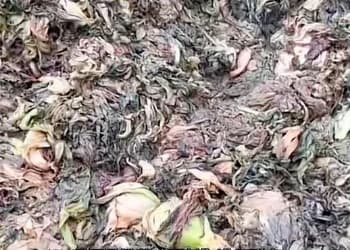 玉蕾橄榄菜公司被曝用垃圾菜叶制作产品