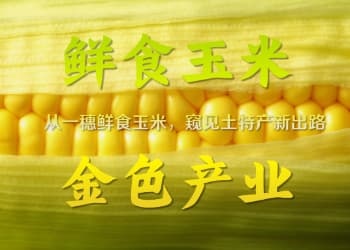 中国鲜鲜鲜鲜鲜……鲜食玉米品牌地图