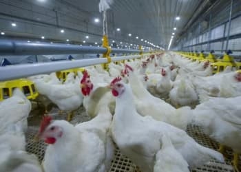 官方：中国国产白羽肉鸡品种市场占有率升至25.1%