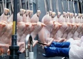 泰国家禽产品对华出口额大幅增长