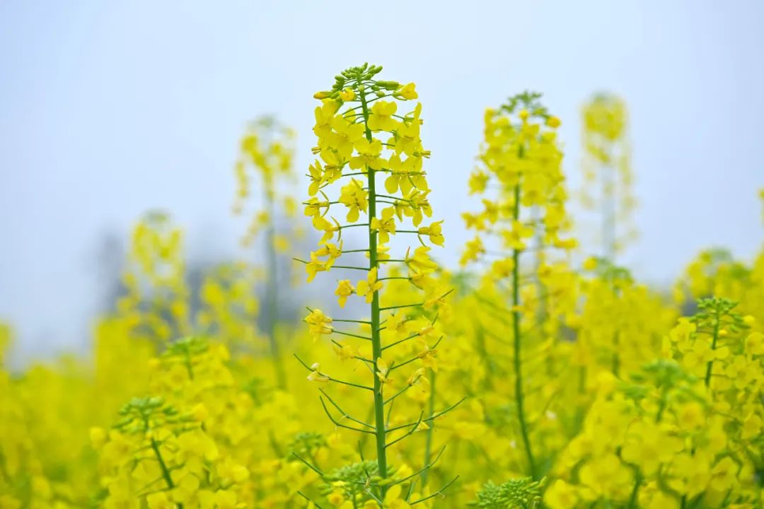 金龙鱼打造油菜花旅游文化节,携手消费者共绘美食盛宴