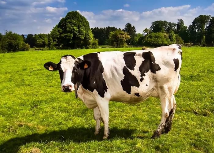 业绩连年亏损，这一奶牛养殖企业摘牌！
