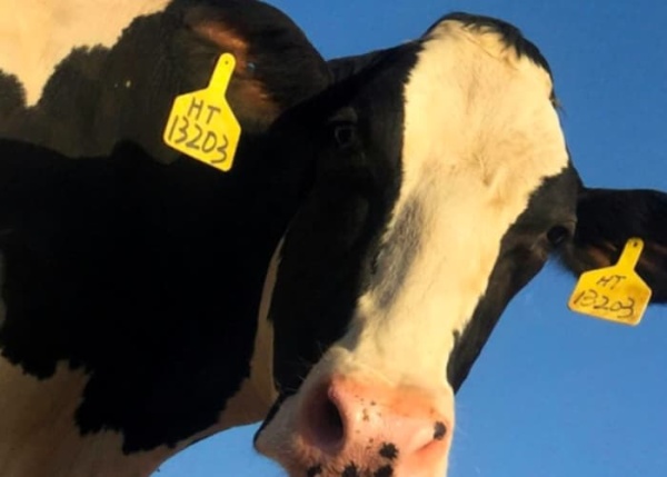 《A2 型乳制品行业趋势白皮书》发布，认养一头牛引领行业标准化发展