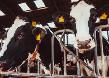 优然牧业、现代牧业……全国牧业Top10集团，谁的牛奶产量增长了716%？