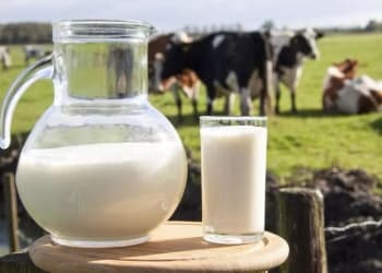 2024年新疆奶产量力争增长6.5％