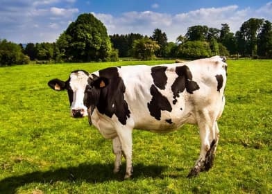 山东奶牛大数据：一季度头均效益 -899.26元/头