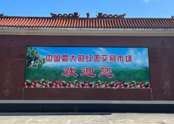 河北沧县：以枣为势，打造乡村振兴的金色产业