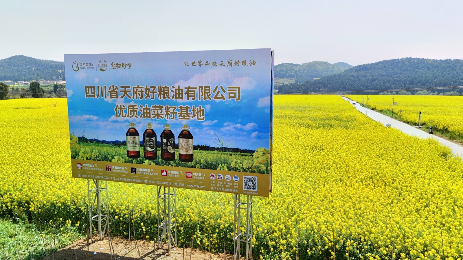 菜花节相约天府好粮油公司绵阳梓潼鸭鹤岩优质油菜籽基地