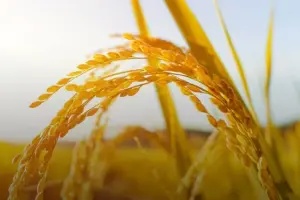 抢占千亿新风口，速食米饭驶上发展快车道！