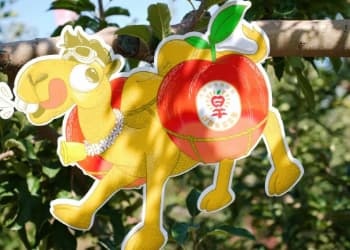 娄向鹏：沙坡头旱苹果，开创苹果新品类
