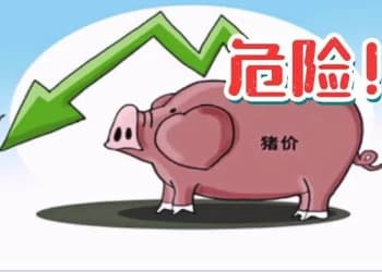 猪价已跌破4元，能入场了吗？未来会大涨吗？