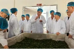 助力乡村特色产业 “峒茶赋能・同心兴农”活动在城步蓬瀛村举办