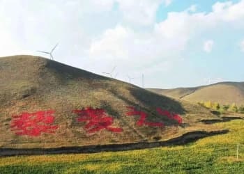 倒计时2天！全国营养师科普代言，用科学解读沽源藜麦