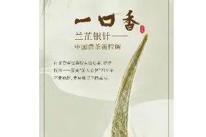 中国黄茶新腔调——不一样的君山花香银针