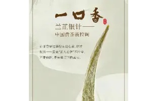 中国黄茶新腔调——不一样的君山花香银针