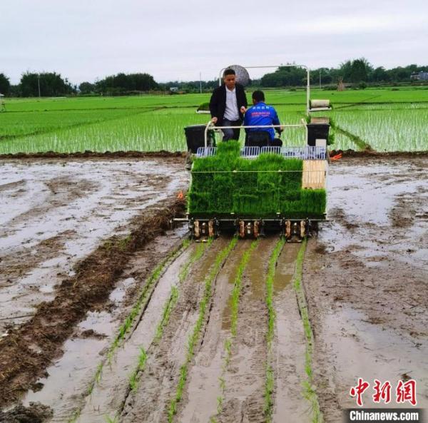 科技春耕助力粤港澳“菜篮子”增产丰收