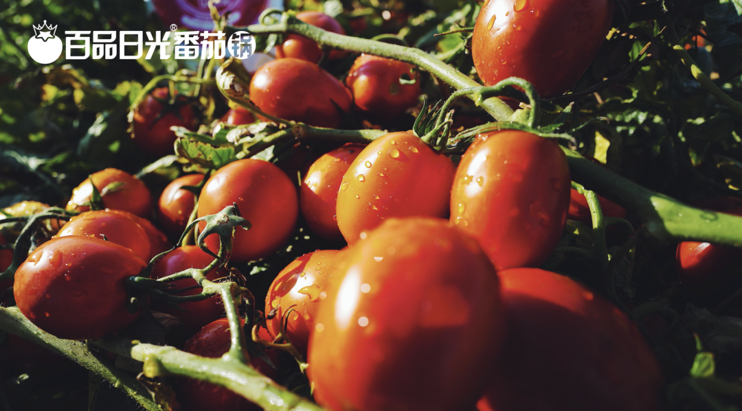 麻辣之后,番茄味型才是下一个口味之王!