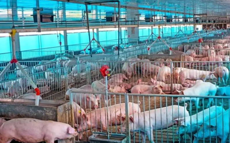 屠企开工率下滑,猪肉行情持续低迷