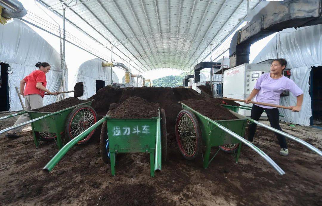松桃:发展食用菌助农增收