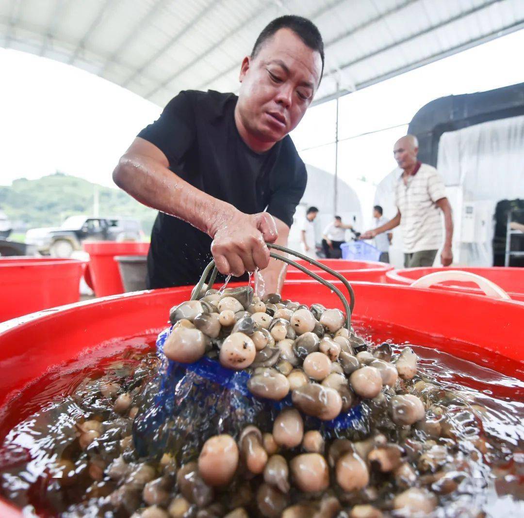 松桃:发展食用菌助农增收