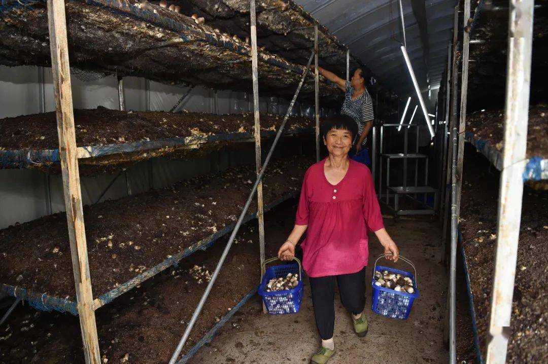 松桃:发展食用菌助农增收