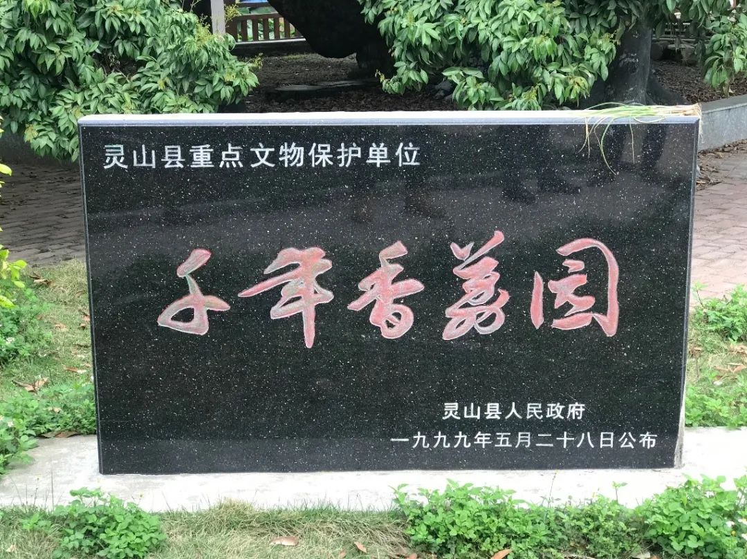 灵山荔枝,千年佳荔的破局之路