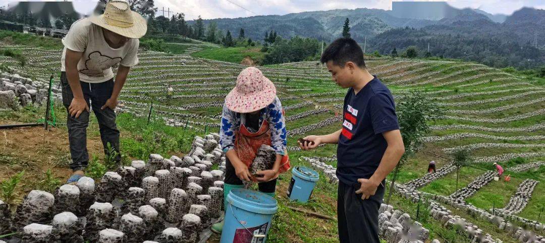 织金县板桥镇:食用菌综合示范园,在乡村振兴上开新局