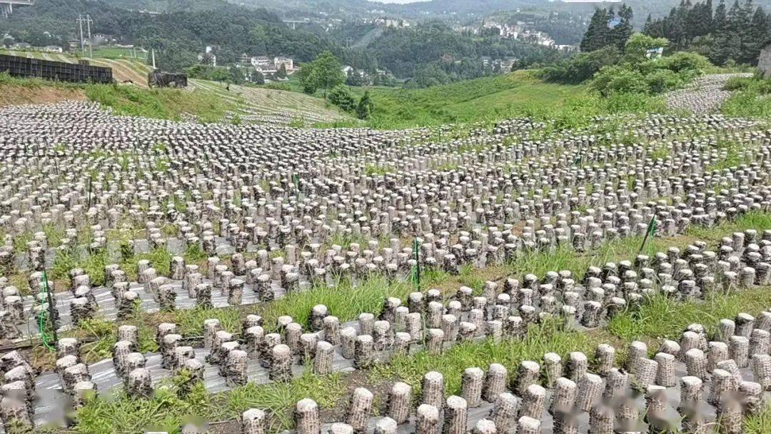 织金县板桥镇:食用菌综合示范园,在乡村振兴上开新局